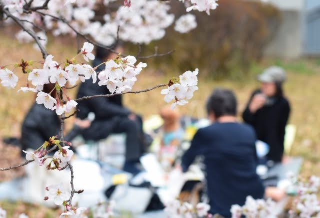 Tradisi Hanami di Jepang